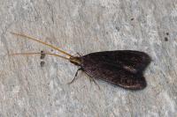 Lecithocera nigrana