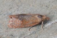 Celypha