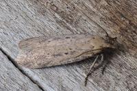 Platyedra subcinerea