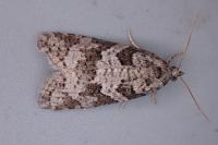 Cnephasia stephensiana