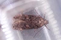 Gelechia scotinella
