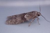 Blastobasis glandulella