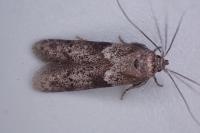 Blastobasis glandulella