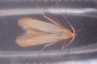 Coleophora lutipennella