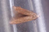 Coleophora lutipennella