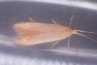 Coleophora flavipennella