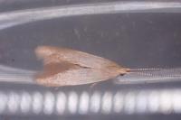 Coleophora flavipennella