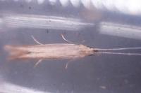 Coleophora glaucicolella