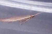 Coleophora glaucicolella