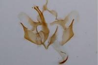 Coleophora glaucicolella