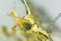 Alucita cancellata