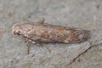 Scrobipalpa