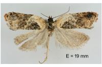 Acleris variegana