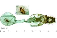 Acleris variegana