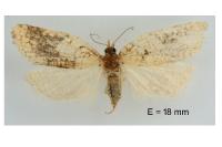 Acleris rhombana