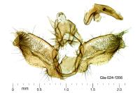 Acleris rhombana