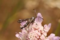Chamaesphecia aerifrons