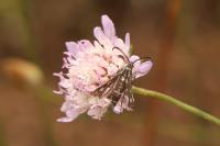 Chamaesphecia aerifrons