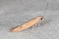 Epidola stigma