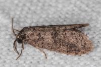 Penestoglossa dardoinella
