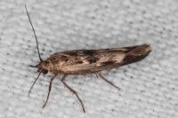 Scythris limbella