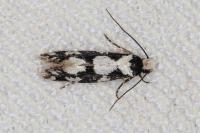Neurothaumasia ankerella