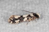 Neurothaumasia ankerella