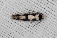 Neurothaumasia ankerella