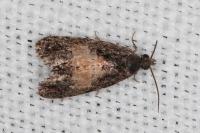 Endothenia nigricostana