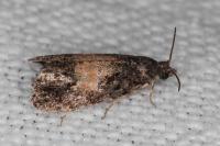 Endothenia nigricostana