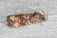 Endothenia gr. gentianaeana
