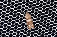 Epinotia fraternana