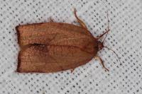Cacoecimorpha pronubana