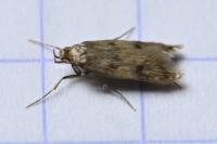 Borkhausenia nefrax