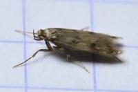 Borkhausenia nefrax