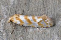 Aethes margaritana