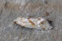 Aethes smeathmanniana