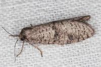 Penestoglossa dardoinella
