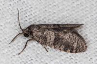 Penestoglossa dardoinella