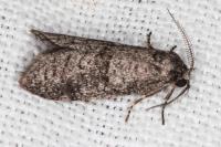 Penestoglossa dardoinella