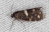 Penestoglossa gallica