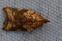 Acleris rhombana