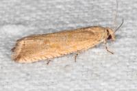 Bactra