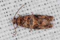 Lobesia botrana/reliquana