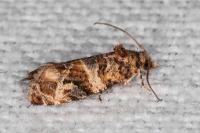 Lobesia botrana/reliquana