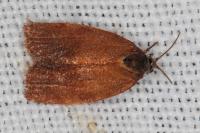Cacoecimorpha pronubana