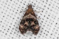 Tebenna micalis