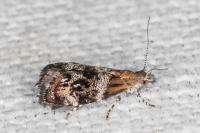 Tebenna micalis