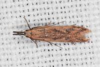 Dichomeris acuminata