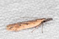 Dichomeris acuminata